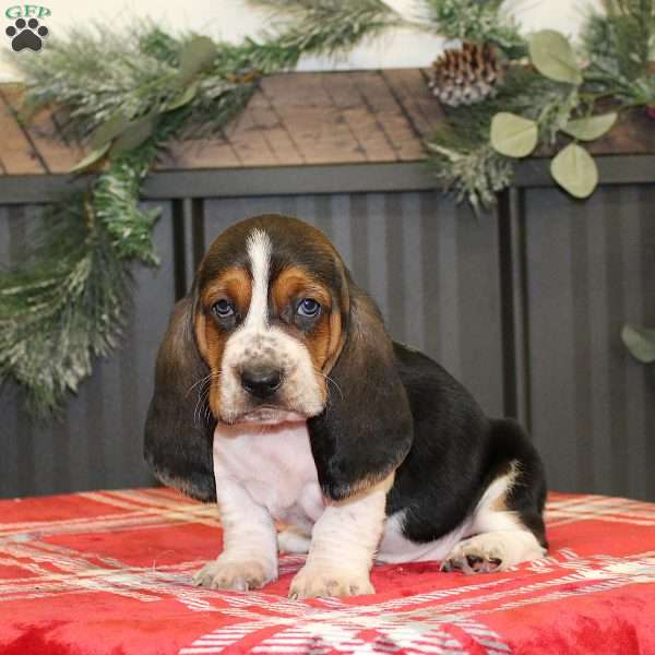 Sailor, Basset Hound Puppy